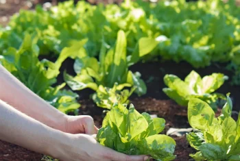farmer-holding-endive-plants-growing-fertile-soil (1)