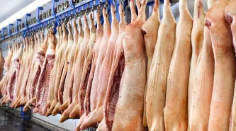 pig-carcasses-cut-half-stored-refrigerator-room-food-processing-plant