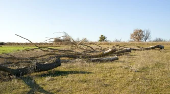 scenic-view-field-against-clear-sky